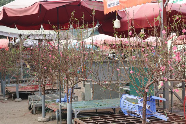 Dao Nhat Tan blooms early, filled with flower markets to welcome the New Year - Photo 3.