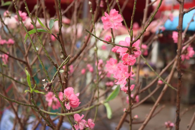 Dao Nhat Tan blooms early, filled with flower markets to welcome the New Year - Photo 5.