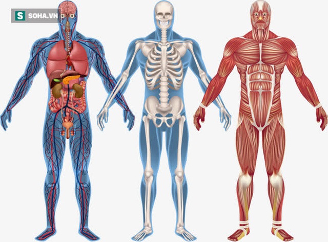 Bí quyết Đông y độc đáo: Thực hành Tứ tiêu để làm khỏe cơ thể, trẻ hóa, kéo dài tuổi thọ - Ảnh 1.