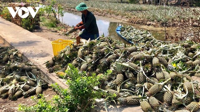 Giá khóm trái, khóm giống tại Hậu Giang tăng mạnh - Ảnh 1.