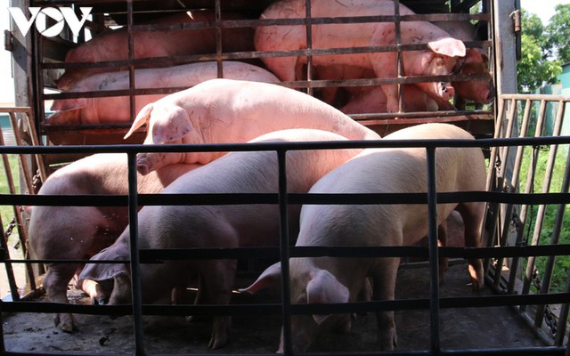 Giá lợn hơi lao dốc mạnh, người chăn nuôi vừa tái đàn đã thua lỗ nặng - Ảnh 2.