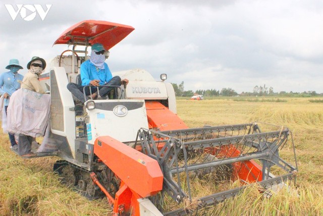 Giá lúa cao nhất trong nhiều năm trở lại đây - Ảnh 1.