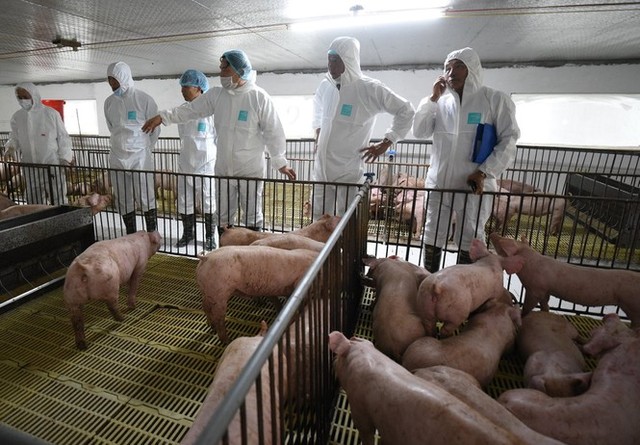 Nhập gần 100.000 con lợn sống từ Thái Lan, giá lợn hơi hạ nhiệt - Ảnh 1.