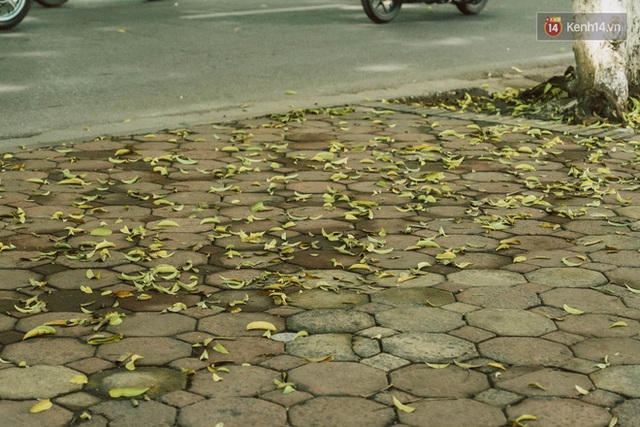 Con đường cây huyền thoại ở Hà Nội lại phủ đầy lá vàng rồi, phải chăng là mùa thu sắp về? - Ảnh 16.