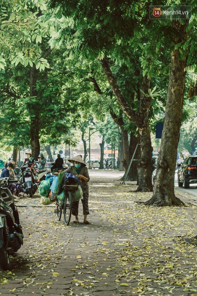 Con đường cây huyền thoại ở Hà Nội lại phủ đầy lá vàng rồi, phải chăng là mùa thu sắp về? - Ảnh 6.