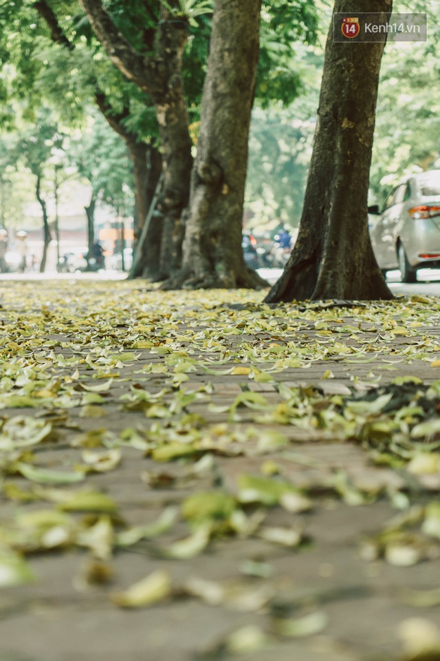 Con đường cây huyền thoại ở Hà Nội lại phủ đầy lá vàng rồi, phải chăng là mùa thu sắp về? - Ảnh 9.