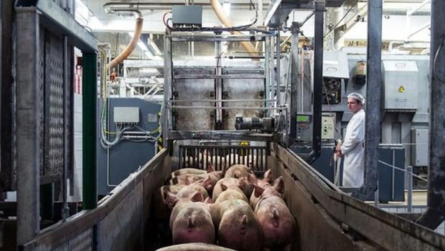 Đức dừng xuất khẩu thịt lợn sang thị trường ngoài EU  - Ảnh 1.