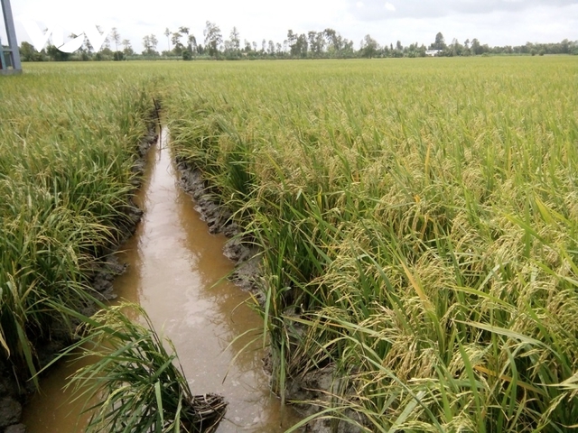 Sau hạn mặn, nông dân Tiền Giang được mùa, được giá vụ lúa Hè thu  - Ảnh 1.