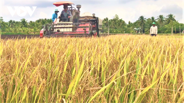 Sau hạn mặn, nông dân Tiền Giang được mùa, được giá vụ lúa Hè thu  - Ảnh 2.