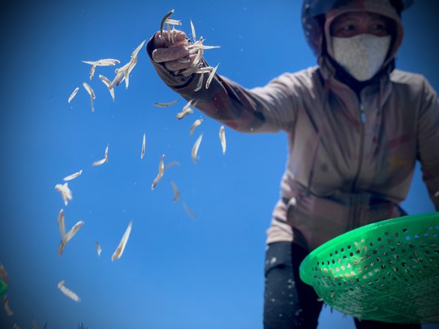 Ngư dân Hà Tĩnh trúng đậm cá cơm, mỗi ngày thu tiền triệu - Ảnh 11.