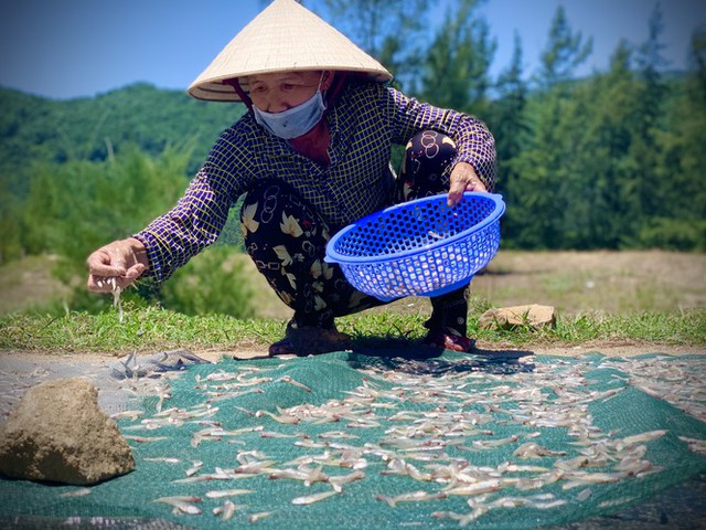 Ngư dân Hà Tĩnh trúng đậm cá cơm, mỗi ngày thu tiền triệu - Ảnh 12.