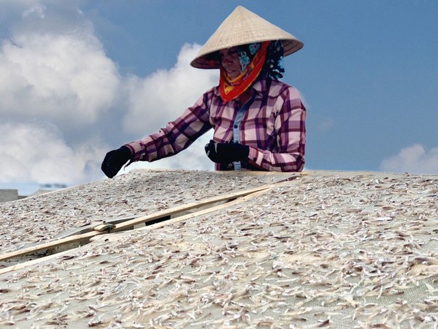 Ngư dân Hà Tĩnh trúng đậm cá cơm, mỗi ngày thu tiền triệu - Ảnh 8.