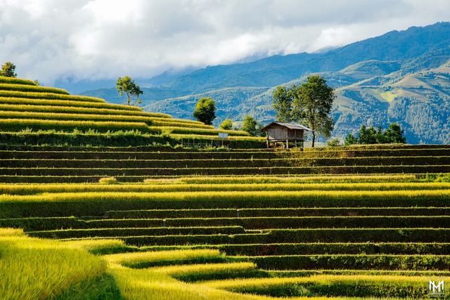 Thu năm nay nhất định phải lên Mù Cang Chải ngắm lúa chín vàng ươm trên những thửa ruộng bậc thang: Đẹp đến ngây ngất lòng người! - Ảnh 9.