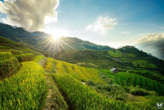 Thu năm nay nhất định phải lên Mù Cang Chải ngắm lúa chín vàng ươm trên những thửa ruộng bậc thang: Đẹp đến ngây ngất lòng người! - Ảnh 5.