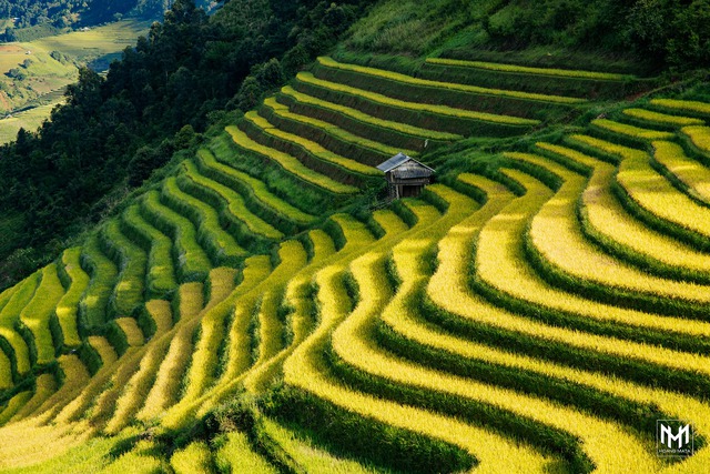 Thu năm nay nhất định phải lên Mù Cang Chải ngắm lúa chín vàng ươm trên những thửa ruộng bậc thang: Đẹp đến ngây ngất lòng người! - Ảnh 4.