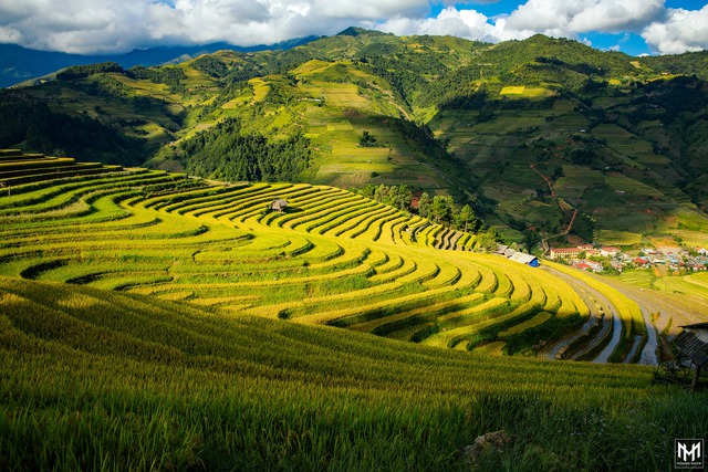 Thu năm nay nhất định phải lên Mù Cang Chải ngắm lúa chín vàng ươm trên những thửa ruộng bậc thang: Đẹp đến ngây ngất lòng người! - Ảnh 7.