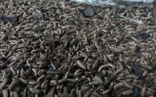  Nhiều nông dân thành tỷ phú nhờ nuôi…ruồi, ốc, ba ba, cá đặc sản  - Ảnh 2.
