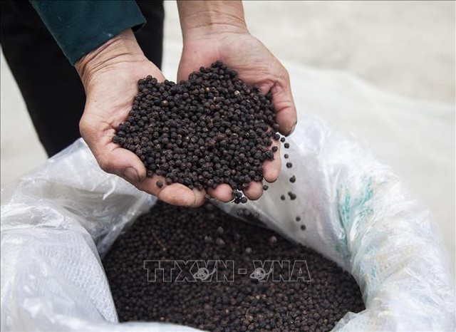  Thị trường nông sản tuần qua: Giá lúa giảm, giá tiêu, cà phê phục hồi  - Ảnh 1.