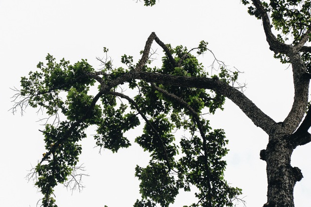 Sau vụ cây xanh bật gốc đè chết người: Vẫn còn nhiều cây đã già cỗi có rễ lộ thiên, nhánh vươn ra mặt đường ở Sài Gòn - Ảnh 11.