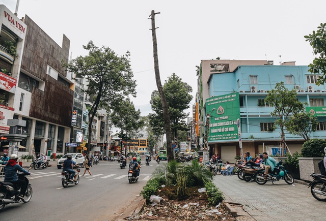 Sau vụ cây xanh bật gốc đè chết người: Vẫn còn nhiều cây đã già cỗi có rễ lộ thiên, nhánh vươn ra mặt đường ở Sài Gòn - Ảnh 4.