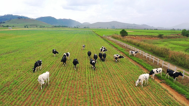 Đầu tư phát triển cả quy mô lẫn công nghệ, hệ thống trang trại của Vinamilk tăng trưởng ấn tượng - Ảnh 6. Đầu tư phát triển cả quy mô lẫn công nghệ, hệ thống trang trại của Vinamilk tăng trưởng ấn tượng - Ảnh 6.
