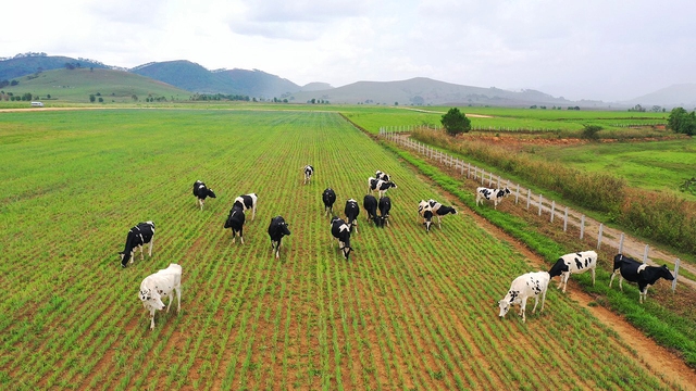 Đầu tư phát triển cả quy mô lẫn công nghệ, hệ thống trang trại của Vinamilk tăng trưởng ấn tượng - Ảnh 6.