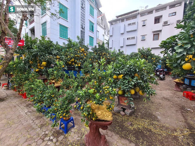 Ngắm bưởi cảnh trăm quả vàng óng sai trĩu, trâu vàng Tân Sửu cõng quất bạc tỷ ở Hà Nội - Ảnh 1.