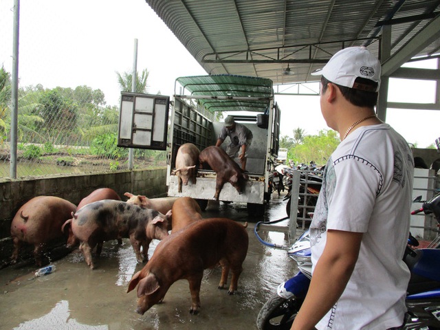  Hụt nguồn heo Thái Lan, heo hơi trong nước tăng giá  - Ảnh 1.