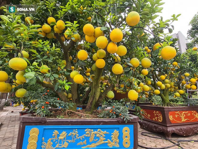 Ngắm bưởi cảnh trăm quả vàng óng sai trĩu, trâu vàng Tân Sửu cõng quất bạc tỷ ở Hà Nội - Ảnh 4. Ngắm bưởi cảnh trăm quả vàng óng sai trĩu, trâu vàng Tân Sửu cõng quất bạc tỷ ở Hà Nội - Ảnh 4.