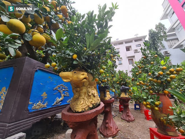 Ngắm bưởi cảnh trăm quả vàng óng sai trĩu, trâu vàng Tân Sửu cõng quất bạc tỷ ở Hà Nội - Ảnh 6. Ngắm bưởi cảnh trăm quả vàng óng sai trĩu, trâu vàng Tân Sửu cõng quất bạc tỷ ở Hà Nội - Ảnh 6.