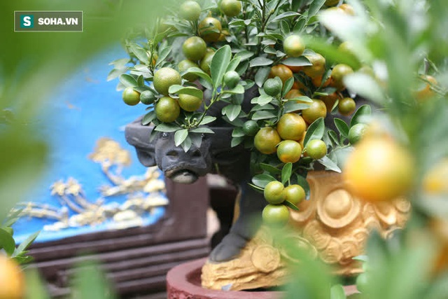 Ngắm bưởi cảnh trăm quả vàng óng sai trĩu, trâu vàng Tân Sửu cõng quất bạc tỷ ở Hà Nội - Ảnh 9. Ngắm bưởi cảnh trăm quả vàng óng sai trĩu, trâu vàng Tân Sửu cõng quất bạc tỷ ở Hà Nội - Ảnh 9.