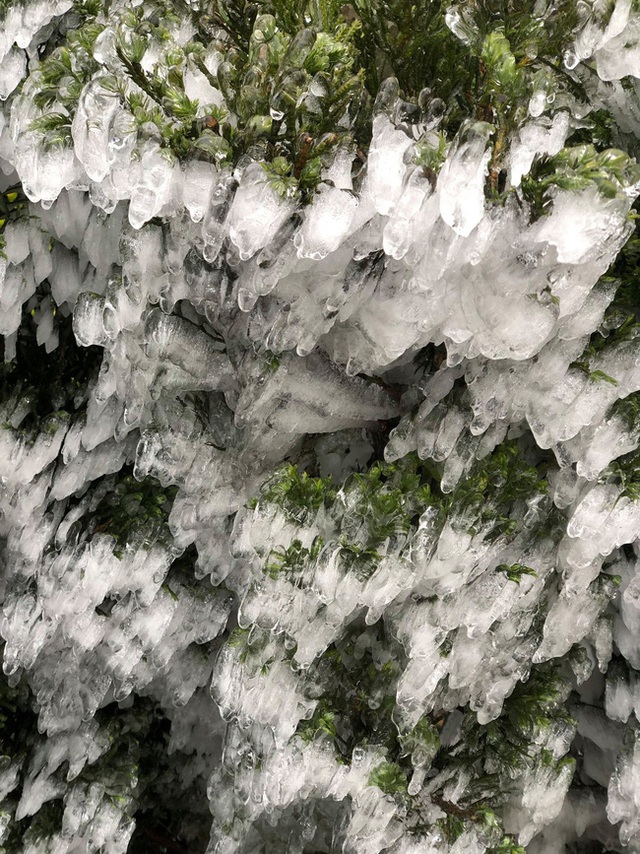 Chùm ảnh: Vẻ đẹp tinh khôi mà đầy khắc nghiệt của băng tuyết tại Sa Pa - Ảnh 1.