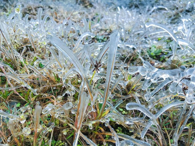 Chùm ảnh: Vẻ đẹp tinh khôi mà đầy khắc nghiệt của băng tuyết tại Sa Pa - Ảnh 6.