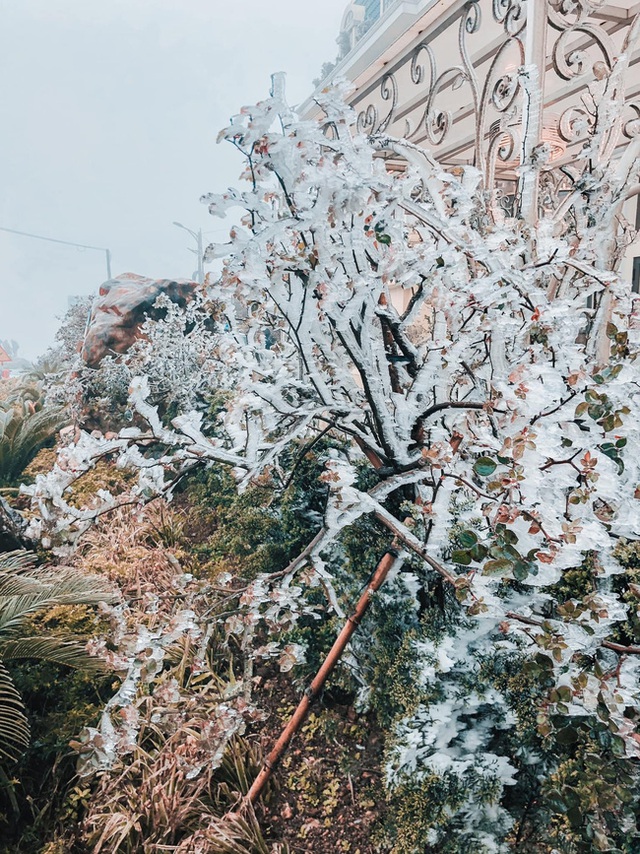 Chùm ảnh: Vẻ đẹp tinh khôi mà đầy khắc nghiệt của băng tuyết tại Sa Pa - Ảnh 7.