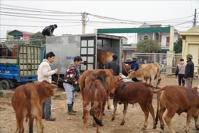 Nhộn nhịp chợ trâu, bò lớn nhất vùng Bắc Trung bộ - Ảnh 2.