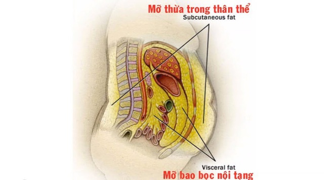 Đừng lười biếng nếu bạn bị mỡ nội tạng: Kiên trì với bài tập này thì bệnh có thể đảo ngược - Ảnh 1.