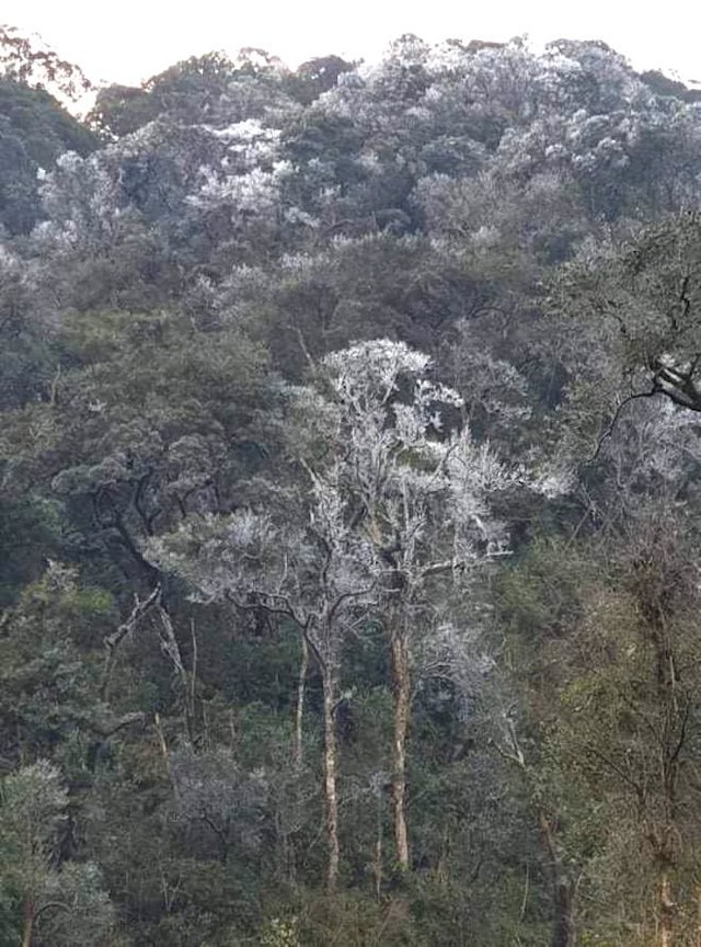  Nhiều nơi ở Nghệ An xuất hiện băng giá, cây cối, vật dụng đều bị đóng băng - Ảnh 3.