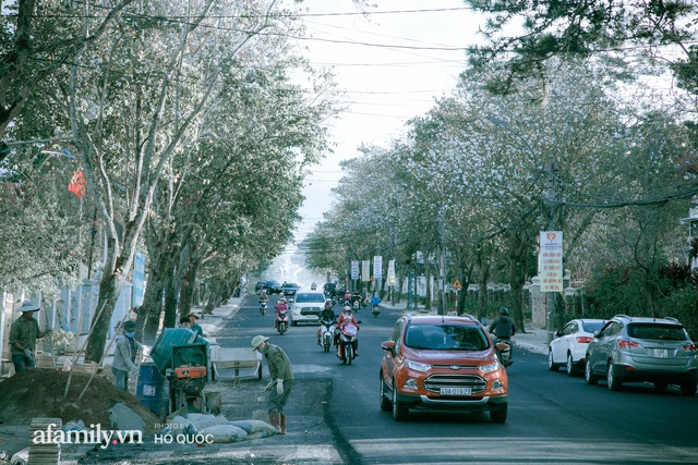 Đẹp đến khó tin: Hàng trăm cây hoa ban nở trắng trời khắp Đà Lạt, cảnh tượng từ xa nhìn như tuyết phủ bao quanh thành phố! - Ảnh 11.