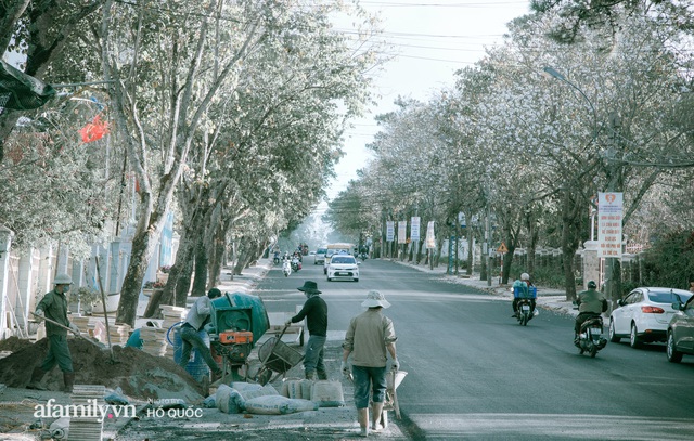 Incredibly beautiful: Hundreds of flowering trees in full bloom all over Dalat, the scene from afar looks like snow covered the city!  Photo 12.