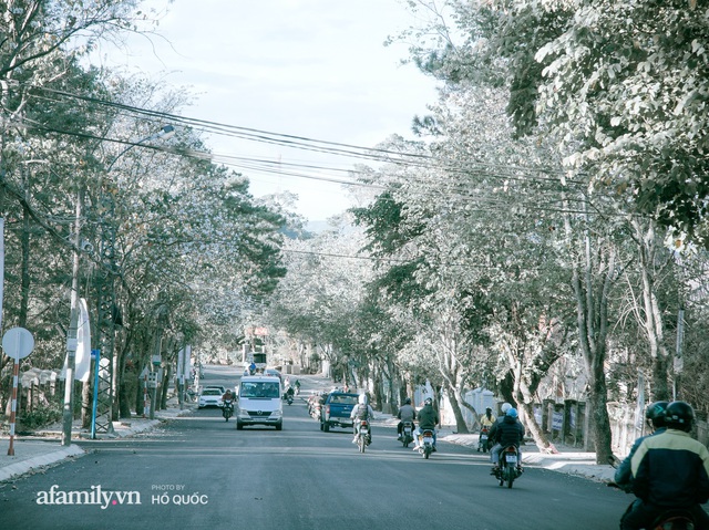 Incredibly beautiful: Hundreds of flowering trees in full bloom all over Dalat, the scene from afar looks like snow covered the city!  Photo 13.