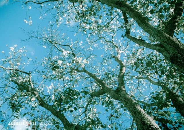 Incredibly beautiful: Hundreds of flowering trees in full bloom all over Dalat, the scene from afar looks like snow covered the city!  Photo 16.