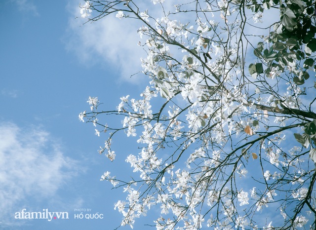 Đẹp đến khó tin: Hàng trăm cây hoa ban nở trắng trời khắp Đà Lạt, cảnh tượng từ xa nhìn như tuyết phủ bao quanh thành phố! - Ảnh 4.