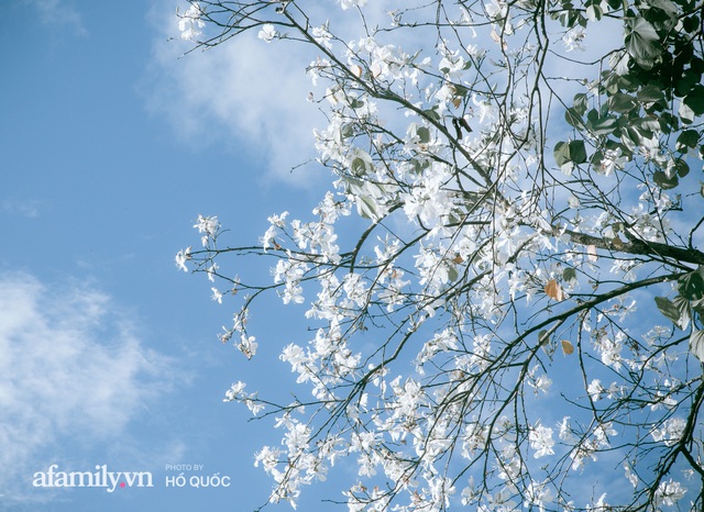 Incredibly beautiful: Hundreds of flowering trees in full bloom all over Dalat, the scene from afar looks like snow covered the city!  - Photo 4.