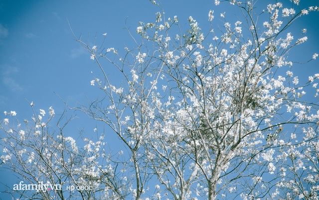 Incredibly beautiful: Hundreds of flowering trees in full bloom all over Dalat, the scene from afar looks like snow covered the city!  Photo 5.