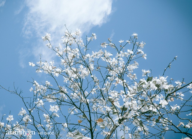 Đẹp đến khó tin: Hàng trăm cây hoa ban nở trắng trời khắp Đà Lạt, cảnh tượng từ xa nhìn như tuyết phủ bao quanh thành phố! - Ảnh 6.