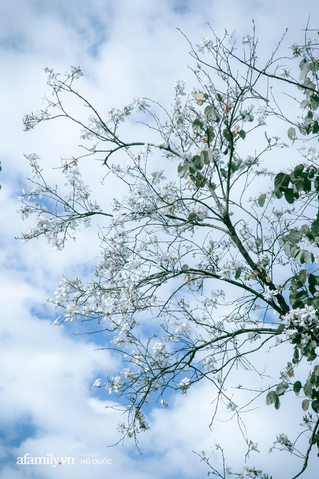Đẹp đến khó tin: Hàng trăm cây hoa ban nở trắng trời khắp Đà Lạt, cảnh tượng từ xa nhìn như tuyết phủ bao quanh thành phố! - Ảnh 7.