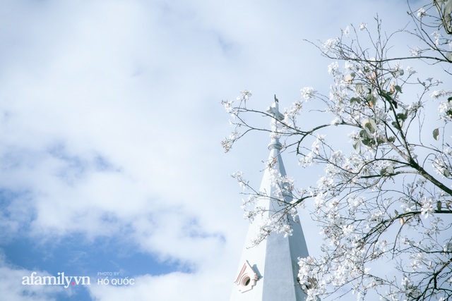Đẹp đến khó tin: Hàng trăm cây hoa ban nở trắng trời khắp Đà Lạt, cảnh tượng từ xa nhìn như tuyết phủ bao quanh thành phố! - Ảnh 10.