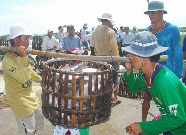 Nhiều chông gai cho xuất khẩu cá tra - Ảnh 1.