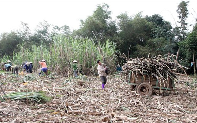 Người dân xã Tam Đa (Sơn Dương, Tuyên Quang) thu hoạch mía. Ảnh minh họa: Quang Cường/TTXVN