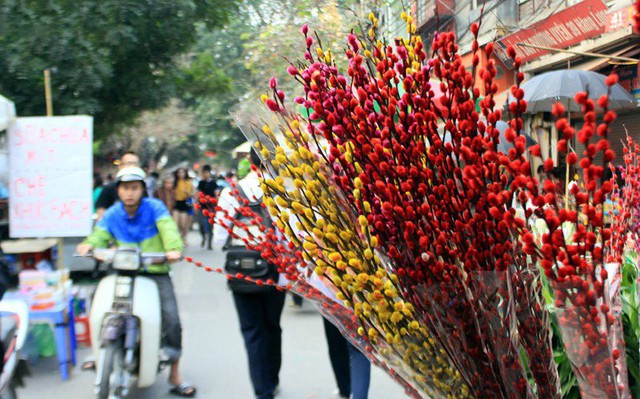 Ngày Tết nên chọn loại hoa, cây cảnh nào để đặt ở trong nhà? - Ảnh 11.